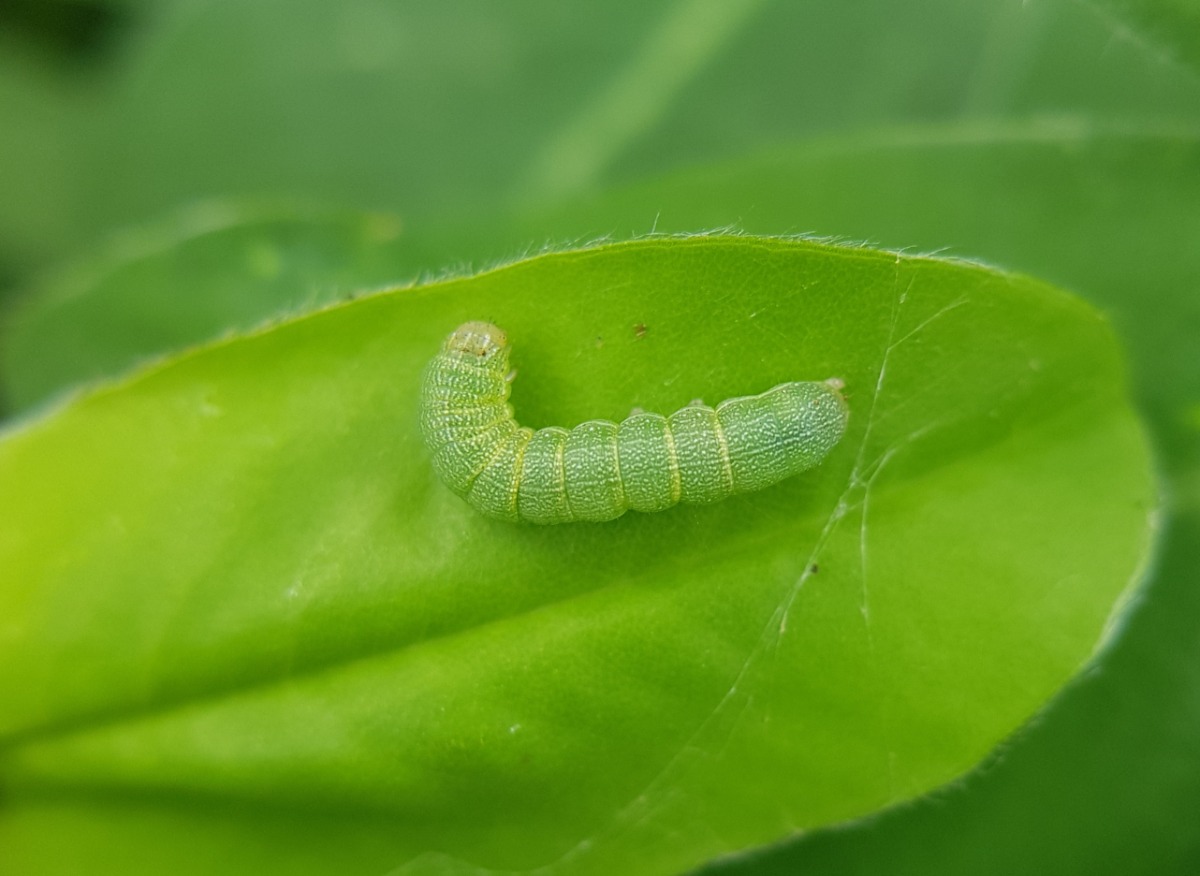 Beet armyworm Spodoptera exigua on green leaf