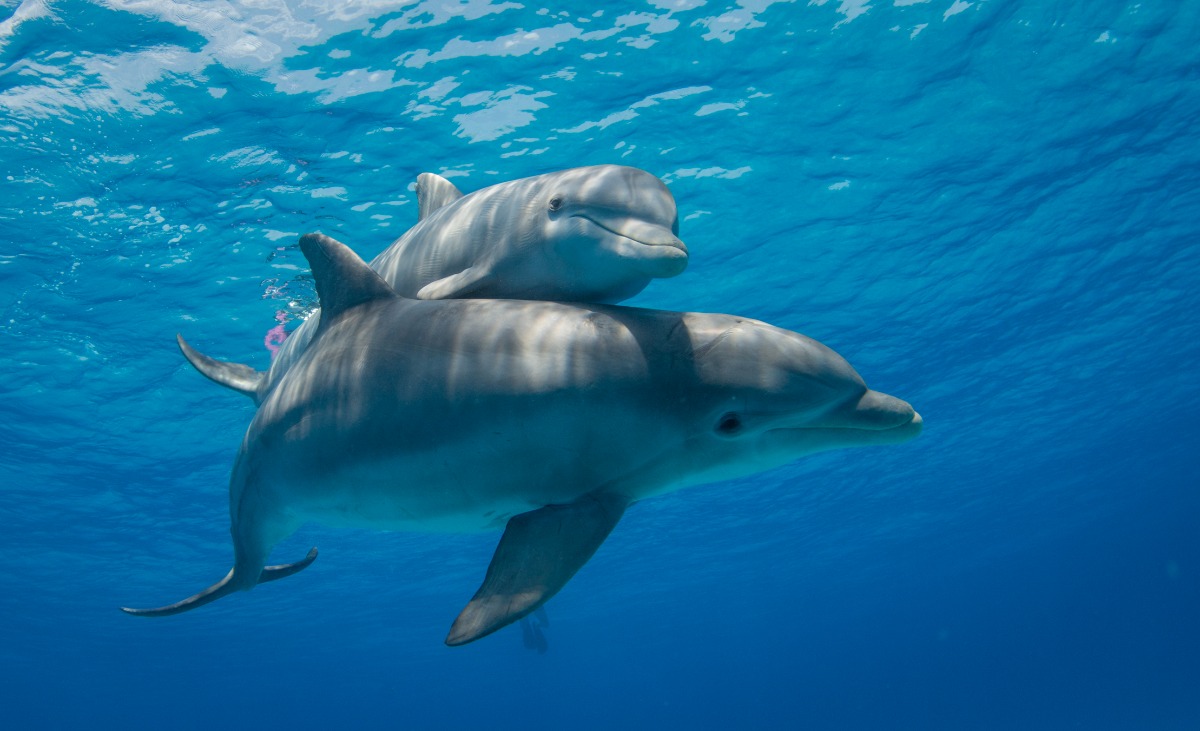bottlenose dolphins swimming social interaction