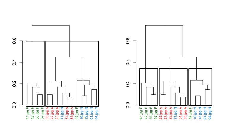 Brombin study clustering stimuli