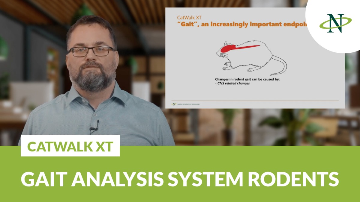 Catwalk XT gait analysis system rodents