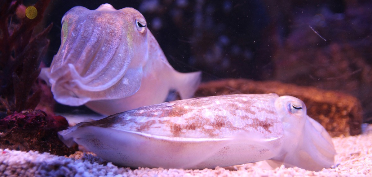 cuttlefish in water