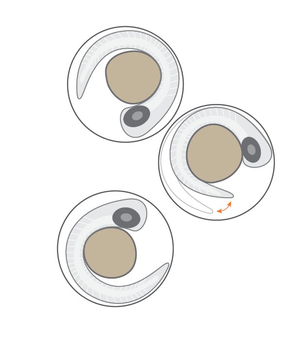 DanioScope embryo activity