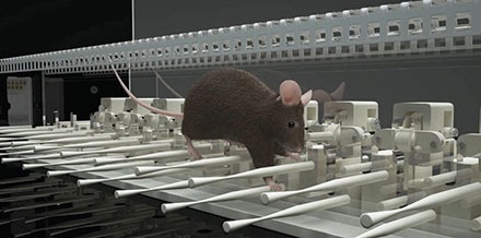 ErasmusLadder mouse in EL 2