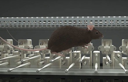 ErasmusLadder mouse in EL 3