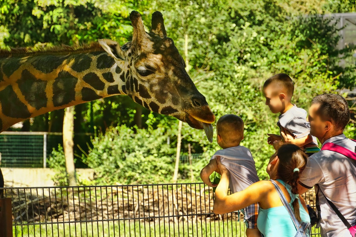 Family at the zoo giraf