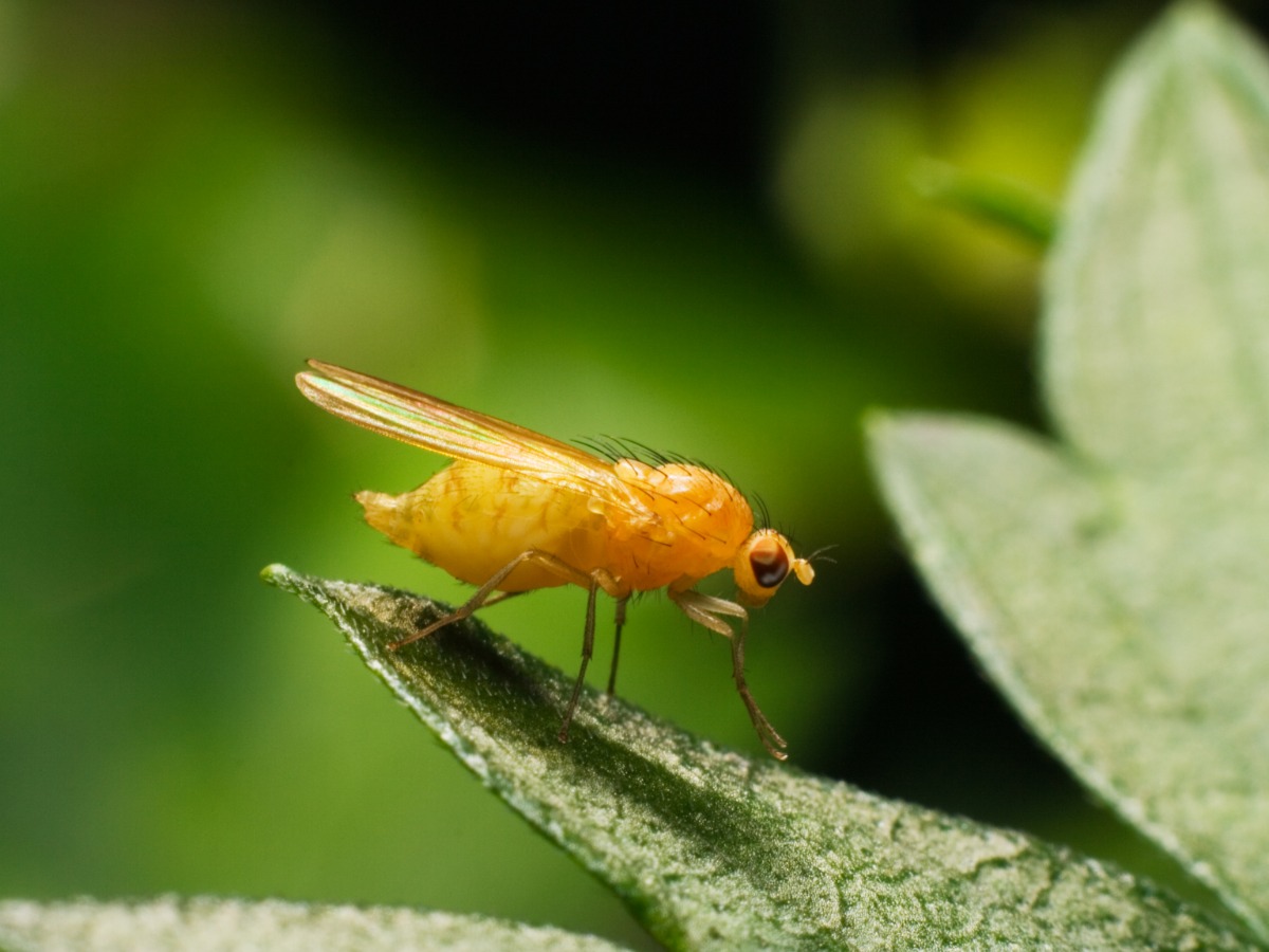 fruit fly on a leaf