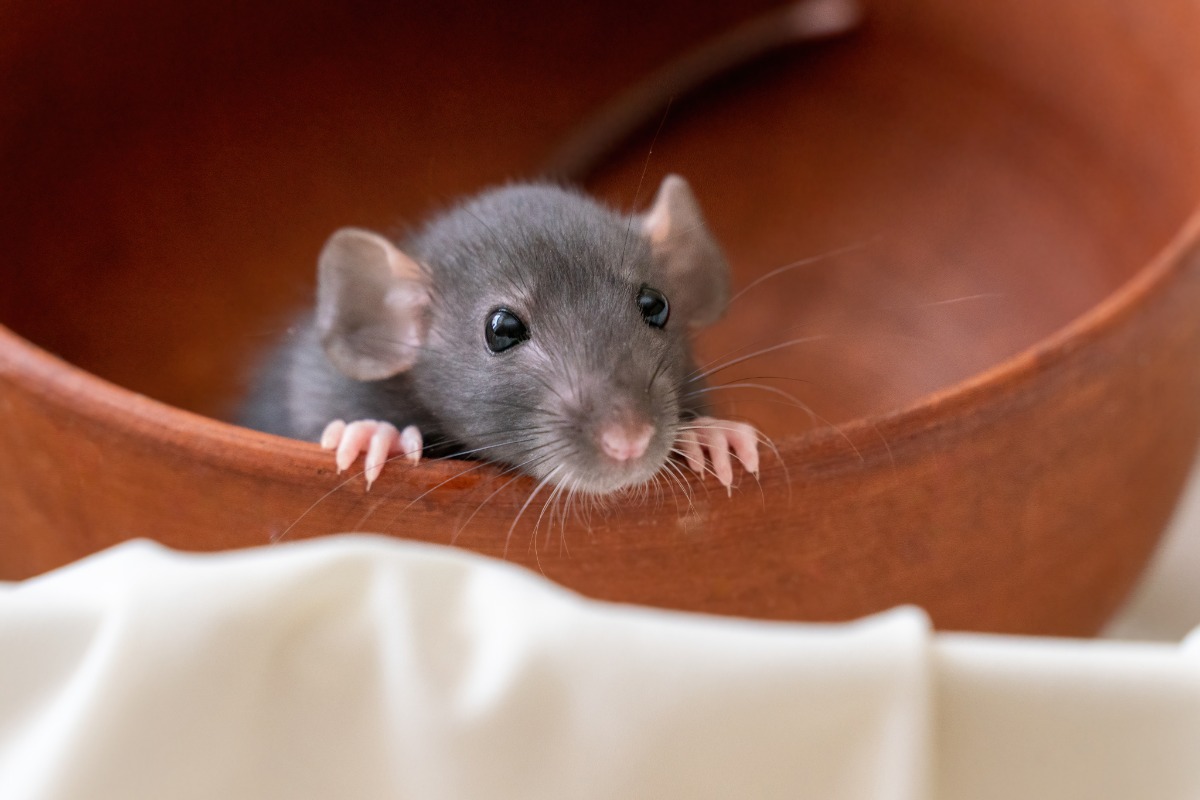 grey mouse in brown bowl