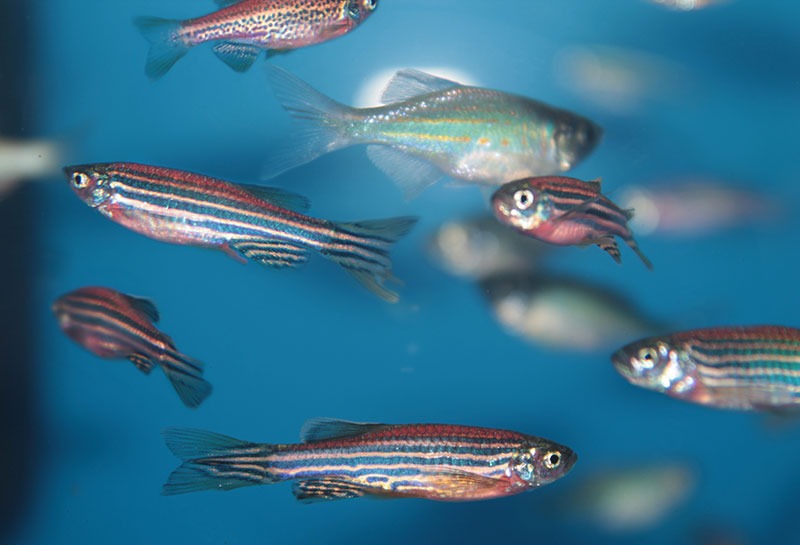 Group of zebrafish blue background