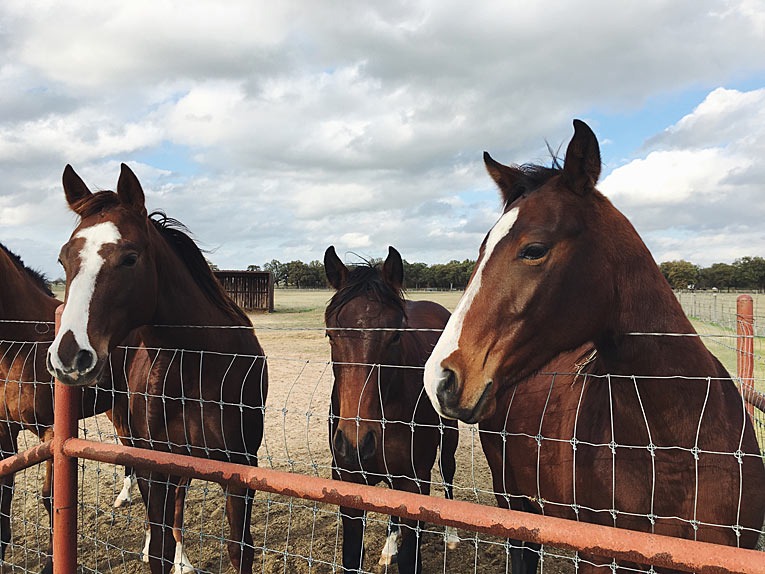 horses by the fence