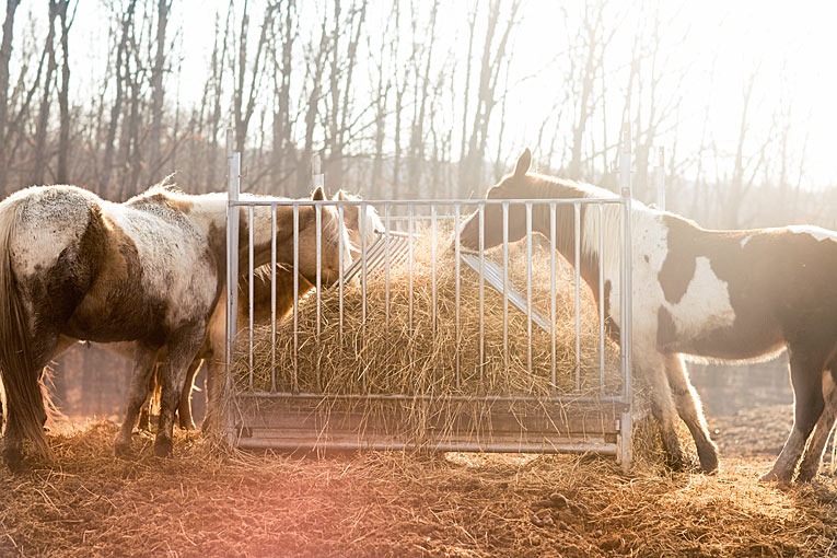 Horses eating hay outside