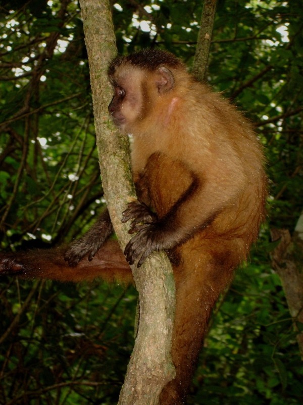 monkey in tree lauro sirgado
