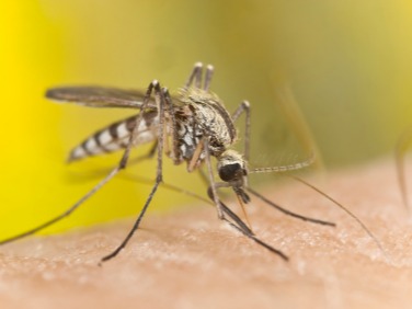 mosquito on skin with yellow background