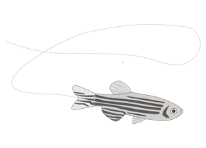 neurology and behavior zebrafish drawing