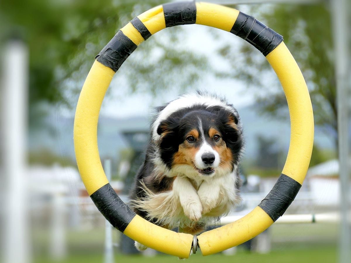 observer-dog-jumps-through-agility-hoop