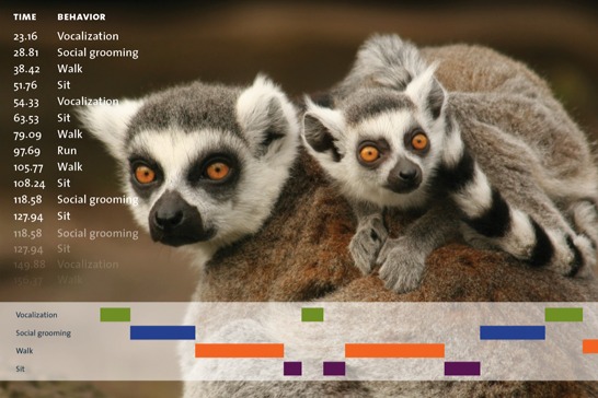 observer xt integrated image lemurs