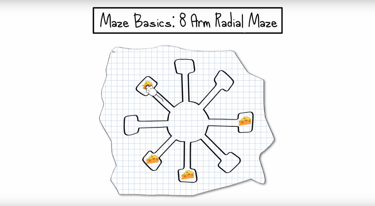 radial arm maze