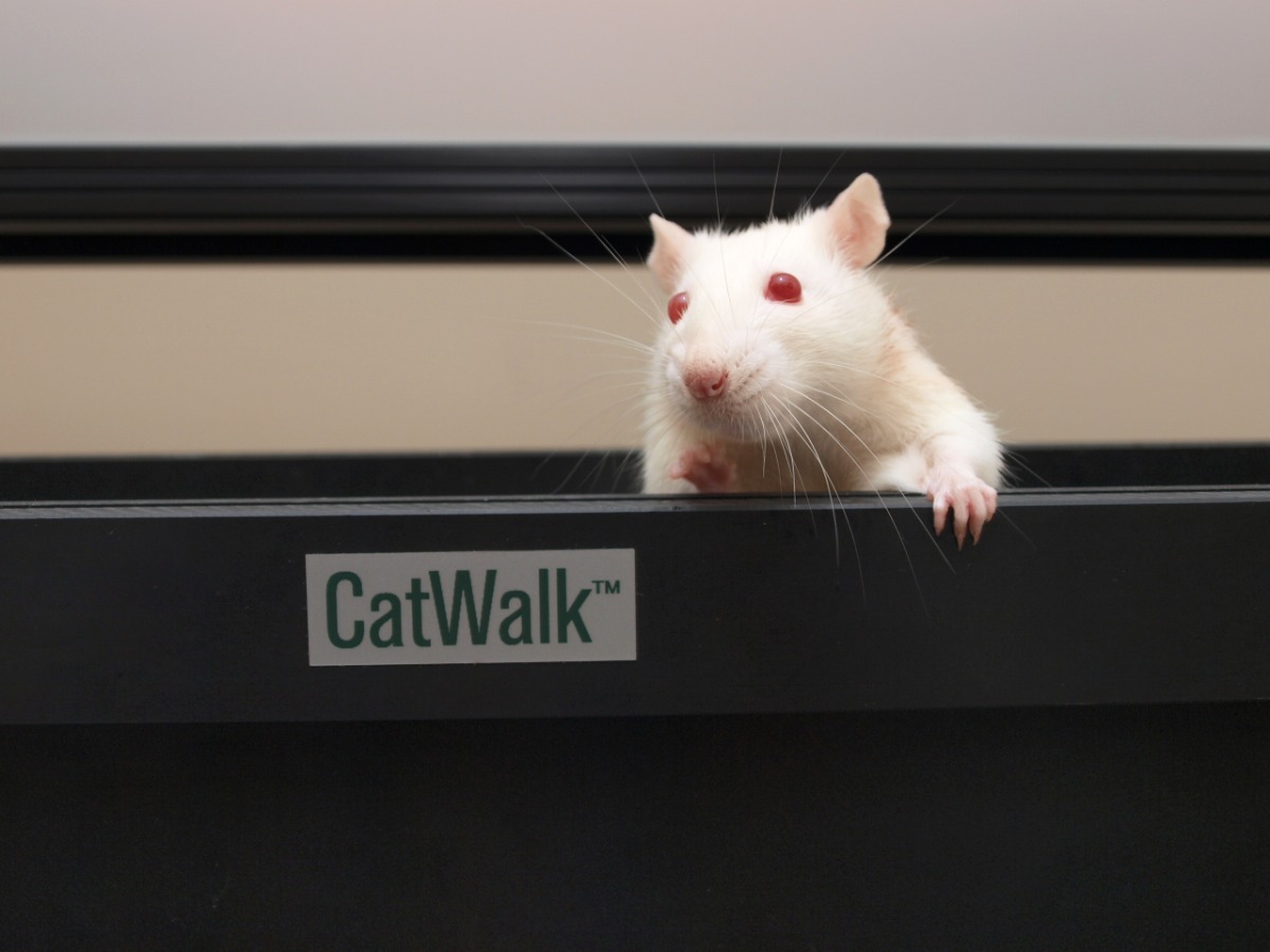 Rat in Catwalk XT