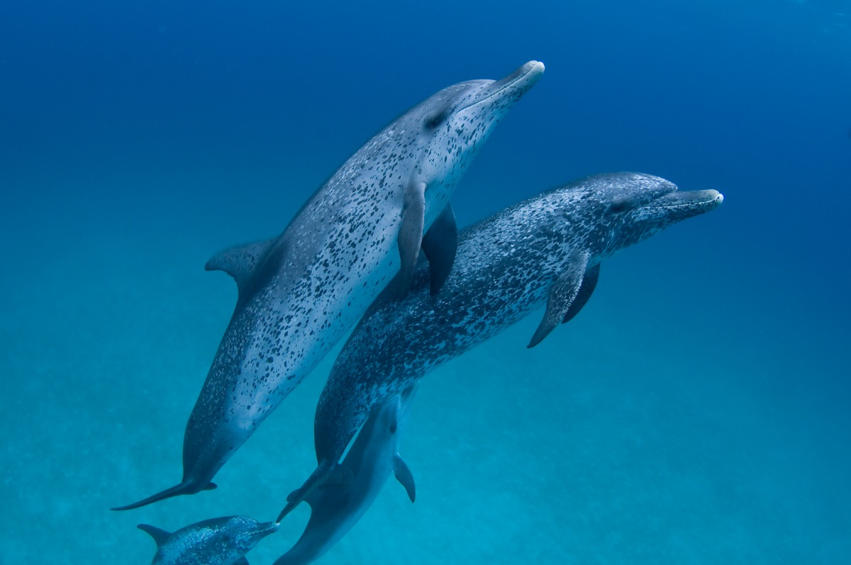 Spotted dolphins