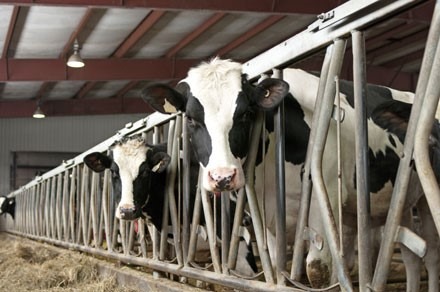 tracklab cows in barn