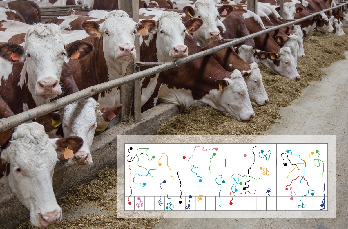 tracklab integrated image cows in stable trackplot