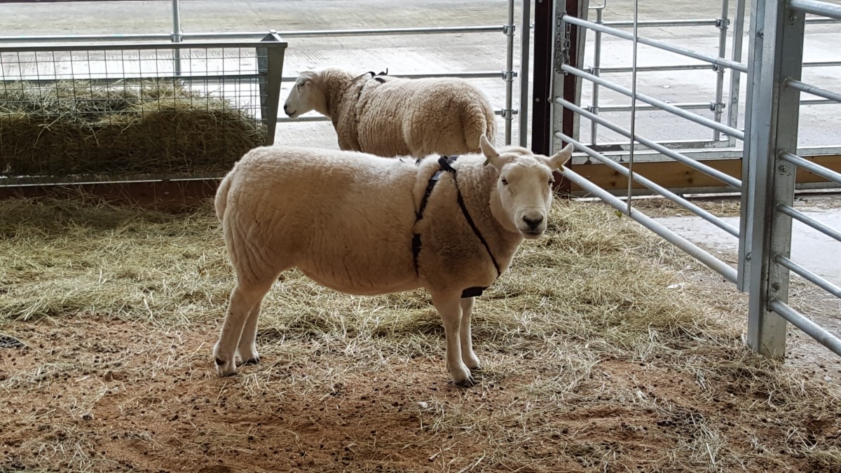 tracklab livestock sheep uwb tag barn