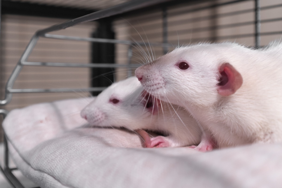 two white rats in cage on bedding