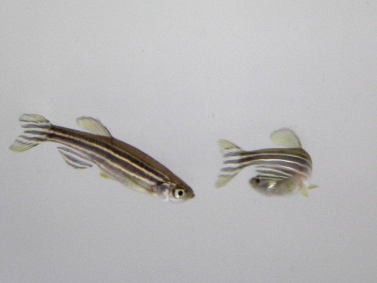 two zebrafish chasing each other
