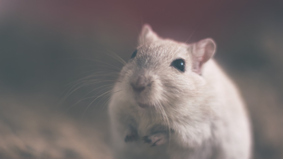 white grey cute mouse natural environment