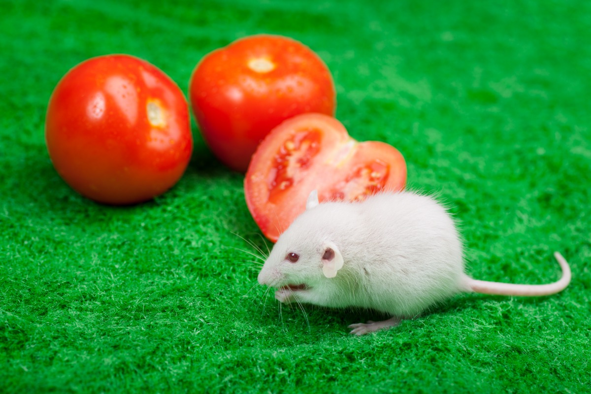 white-mouse-grass-tomatoes