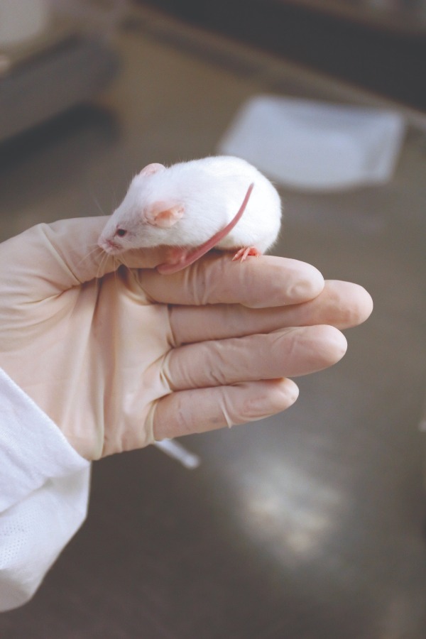 White mouse on gloved hand rodent