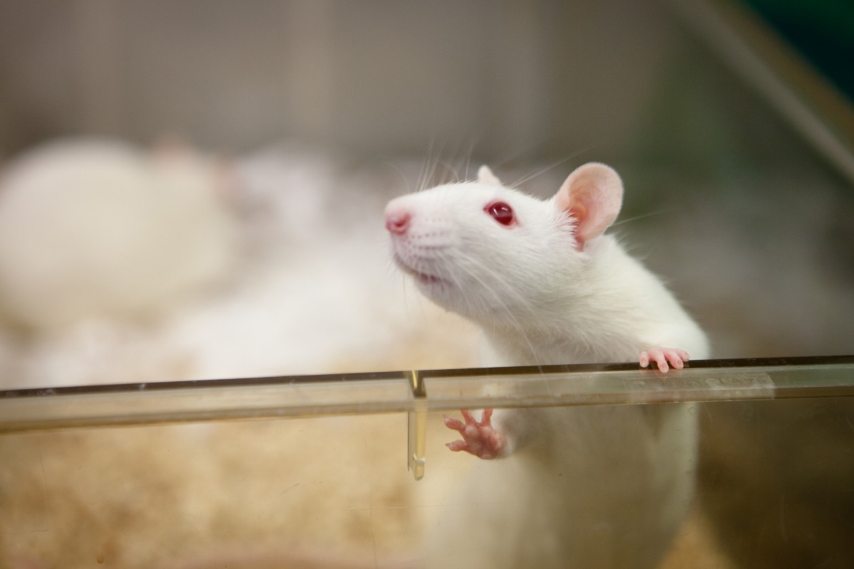 white rat looking over edge of lab cage mirror