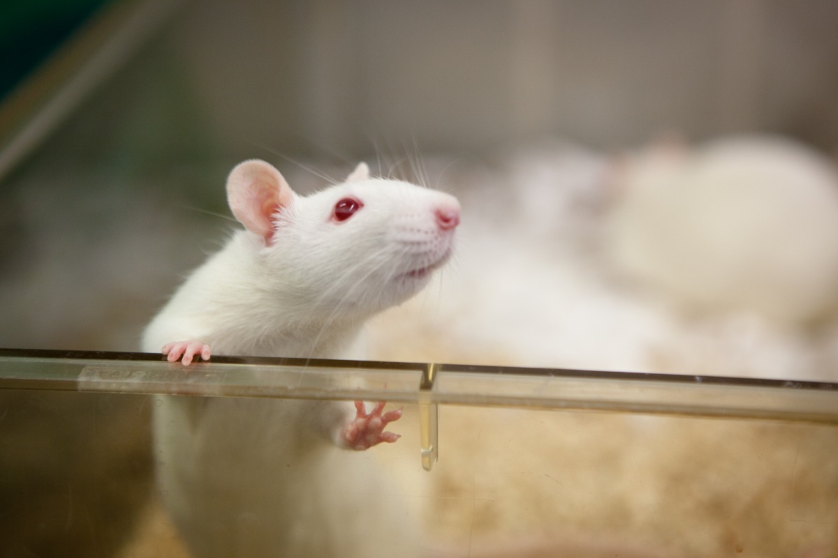 white rat looking over edge of lab cage