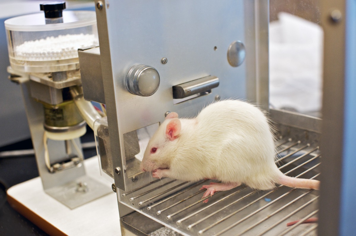 white rat operant conditioning pellet dispenser