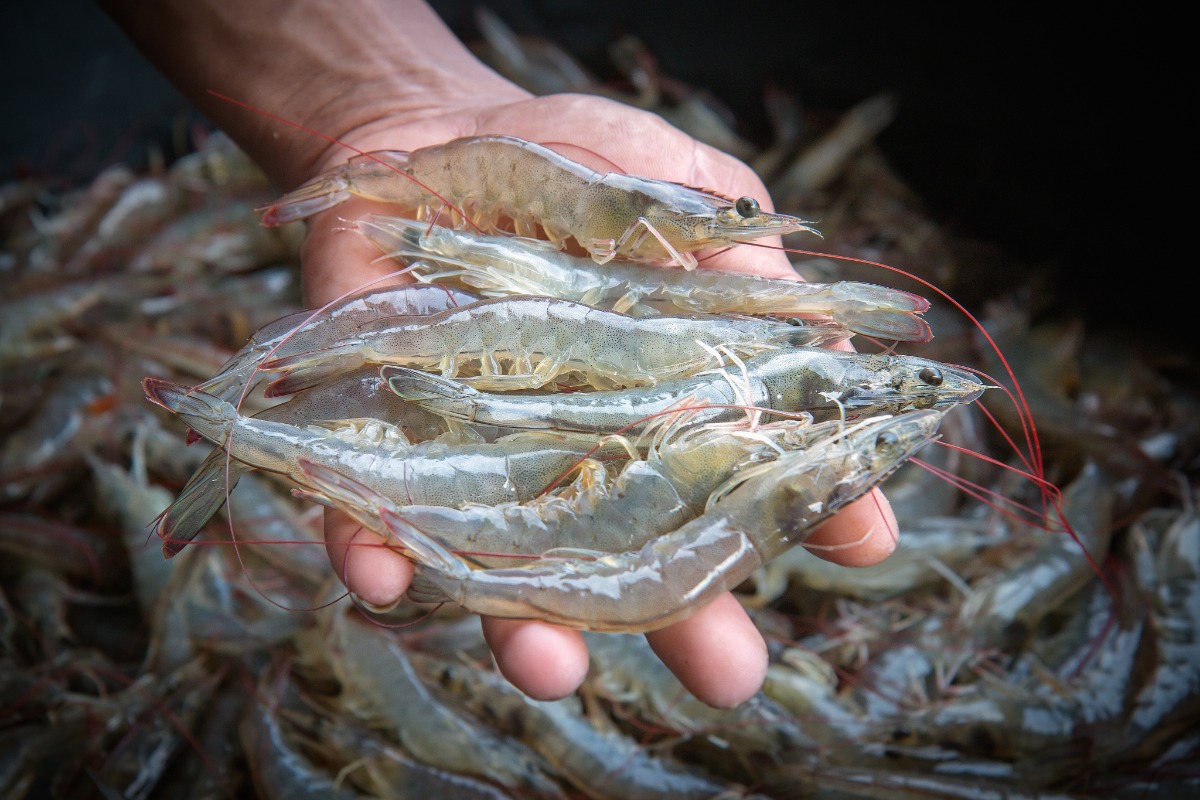 white shrimp in hand prairie aquatech