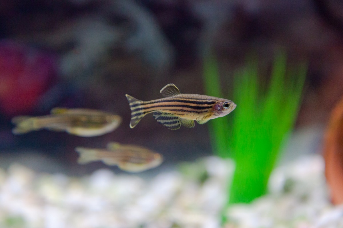 zebrafish group aquarium