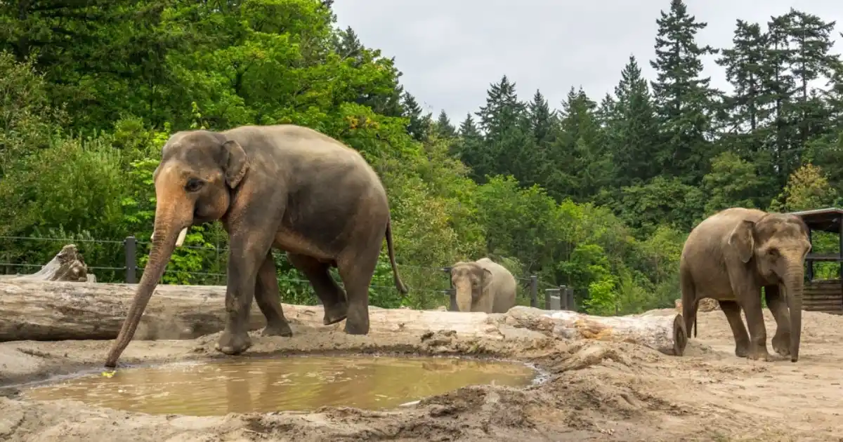 behavioral-research-elephants-new-habitat