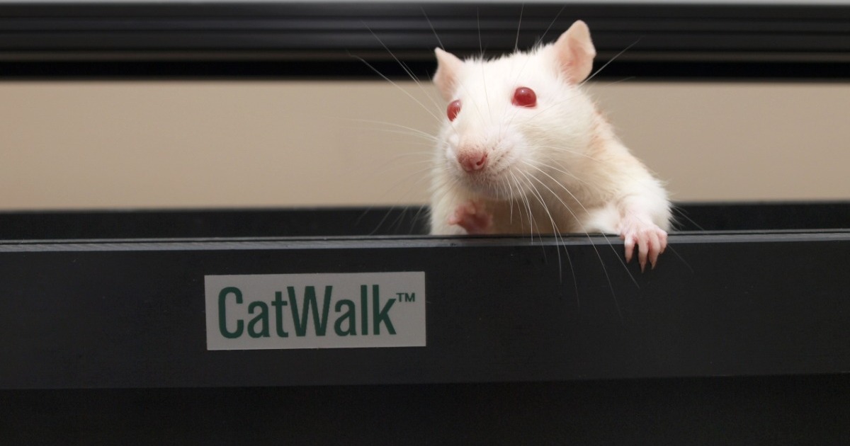 CatWalk XT gait analysis versus treadmills Noldus