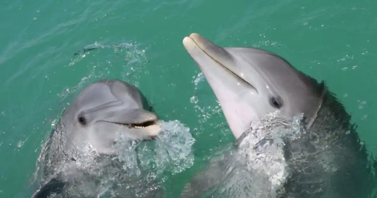 classical-music-dolphin-behavior