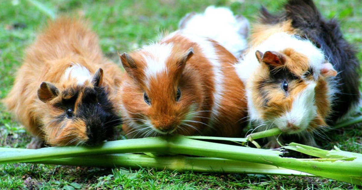guinea pigs in the wild video
