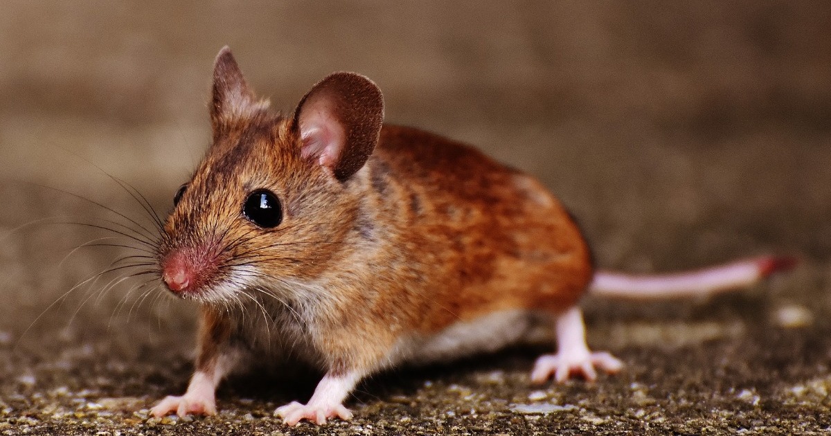 Male Versus Female Mice In Behavioral Studies Noldus,Pork Rib Rub Texas