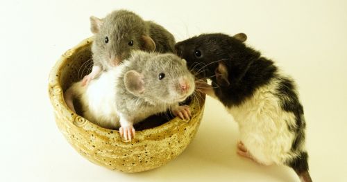 Altruism in rats, suspiciously human