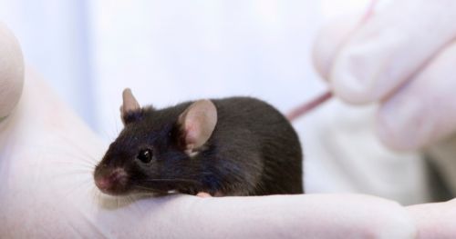 A new sensory and motor scale for the CIA arthritis mouse model