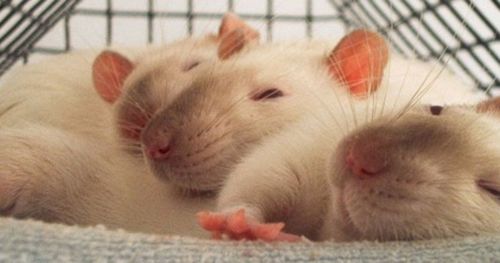 The search for autism models continues - why rats are important