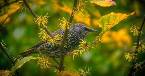 Measuring behavioral effects of laboratory rearing on starlings