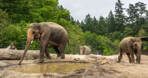 Behavioral research shows how elephants like their new habitat at the Oregon Zoo