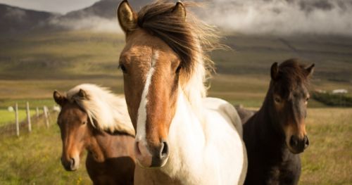 Brain & behavior: data integration in horse studies
