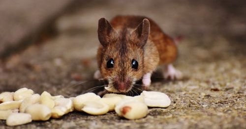 Mimicking human decision-making in a mouse model