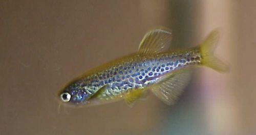 Don’t dwell on it… dive into zebrafish research!
