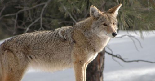 Determining the effect of social hierarchy on foraging in coyotes