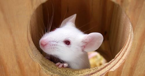Environmental enrichment rescues autistic-like behaviors in mice